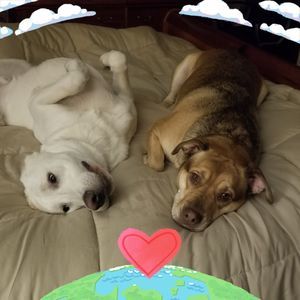 Meet your Posher, Beverly